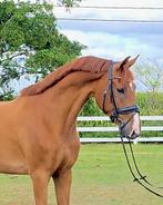 5 jarige KWPN dressuur ruin Imposantos x Metall, Dieren en Toebehoren, Paarden, Met stamboom, Ruin, M, Dressuurpaard