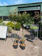 Photinia Fraseri Red Robin Bolboom -, Tuin en Terras, Planten | Bomen, Bloeit niet, 100 tot 250 cm, Ophalen, Volle zon