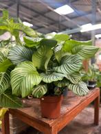Calathea Orbifolia XL - Gebedsplant, Ophalen, Zo goed als nieuw