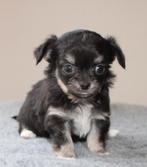 chihuahua pups, Nederland, 8 tot 15 weken, Meerdere, Meerdere dieren
