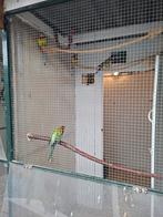 Prachtige Rosellas te koop van 2025, Dieren en Toebehoren, Vogels | Parkieten en Papegaaien, Meerdere dieren, Parkiet, Geringd