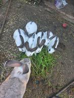 Vlaamse reus/lotharinger, Dieren en Toebehoren, Konijnen