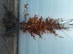 beuk (fagus sylvatica ), Ophalen, Beukenhaag, Haag, 100 tot 250 cm