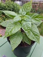 Carolina Reaper planten, Tuin en Terras, Planten | Tuinplanten, Ophalen, Zomer, Volle zon