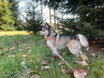 Zeldzaam, zuiver, Pomsky teefje (micro Husky) beschikbaar voor biedingen