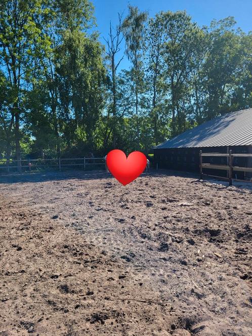Stalling met extra aandacht aangeboden, Dieren en Toebehoren, Stalling en Weidegang, Stalling