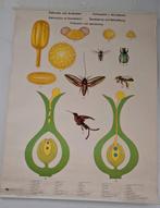 Schoolplaat Biologie: Planten en Bloemen, Antiek en Kunst, Antiek | Schoolplaten, Ophalen of Verzenden