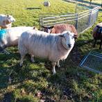 Te koop: Swifter stamboek Dekram, Mannelijk, Schaap