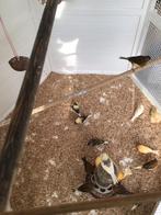 Kleur kanaries te koop, Dieren en Toebehoren, Vogels | Overige Vogels
