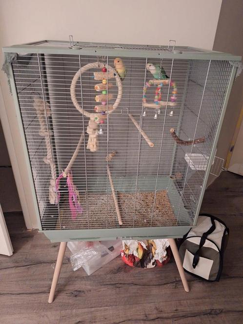 Dwerg papagaaien  Agapornisjes, Dieren en Toebehoren, Vogels | Toebehoren, Zo goed als nieuw, Kooi-accessoires, Ophalen