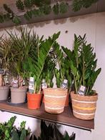 Zamioculcas (zz-plant), Huis en Inrichting, Kamerplanten, Overige soorten, Minder dan 100 cm, Ophalen of Verzenden, Halfschaduw