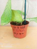 hoya sebah potmaat 12 nummer H368, Ophalen of Verzenden, Halfschaduw, Minder dan 100 cm
