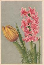 BLOEM TULP JAREN 50 ZEER MOOIE OUDE KAART KJ90, Ophalen of Verzenden, 1940 tot 1960, Ongelopen, Overige thema's