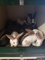 Jonge Lotharingers, Dieren en Toebehoren, Konijnen, Meerdere dieren, Groot, 0 tot 2 jaar