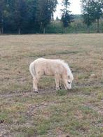 Hengstveulen palomino bont, Ophalen, Nieuw, Overige soorten