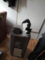 Belladot met spoed, Dieren en Toebehoren, Katten en Kittens | Raskatten | Korthaar, Poes