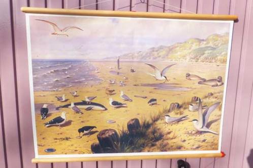 Schoolplaat 'Aan het strand' van M.A. Koekkoek, Antiek en Kunst, Antiek | Schoolplaten, Natuur en Biologie, Ophalen