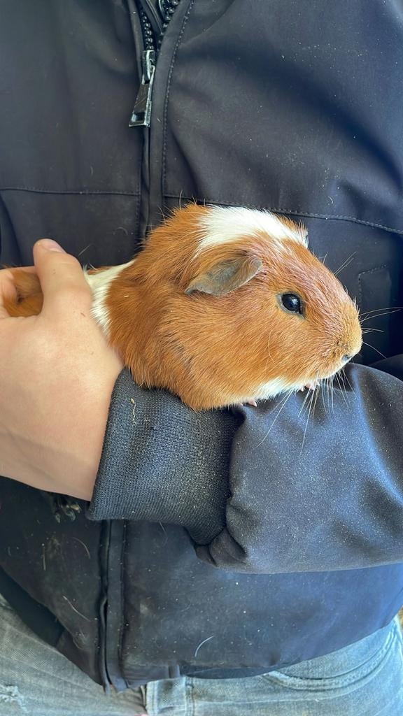 Cavia beertjes gladhaar en us teddy, Dieren en Toebehoren, Cavia, Augustus, Mannelijk, Tam