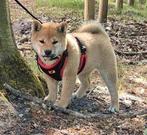 Shiba inu teefje 9 weken - ouders gezondheidstesten, Dieren en Toebehoren, Honden | Poolhonden, Keeshonden en Oertypen, België