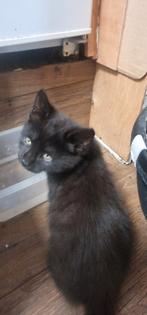 Gratis Zwarte kater en zwart witte poes, Dieren en Toebehoren, Kater, Ontwormd