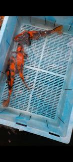 15 koi, Dieren en Toebehoren, Vissen | Vijvervissen, Karper of Koi