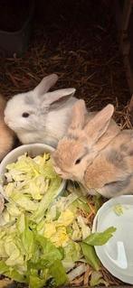 Nog 2 kleine konijntjes beschikbaar, Dieren en Toebehoren, Konijnen