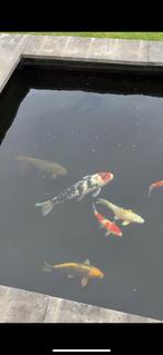 Japanse koi aangeboden wegens stoppen hobby, Dieren en Toebehoren, Vissen | Vijvervissen, Karper of Koi