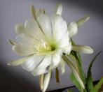 cactus Epiphyllum witte kelk - serene bloem - 10, Ophalen of Verzenden, Cactus, Volle zon, Minder dan 100 cm