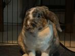 Konijn zoekt liefdevol huisje, Dieren en Toebehoren, Konijnen, Mannelijk, Dwerg, Hangoor, 0 tot 2 jaar