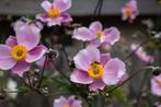 Herfst anemoon, Ophalen, Zomer, Vaste plant, Overige soorten