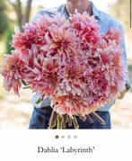 Dahlia knollen Labyrinth, Tuin en Terras, Bloembollen en Zaden, Ophalen of Verzenden, Volle zon, Knol