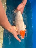 Te koop tango, Karper of Koi