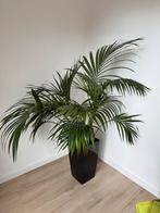 Grote Kentia Palm (8 jaar) met Intratuin Pot, Ophalen, Palm, Halfschaduw, In pot