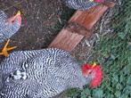3 hanen te koop. Plymouth Rock, Mannelijk, Kip