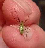 Peucetia Lucasi fh4 incl. Verblijf "zeldzaam", Spin of Schorpioen