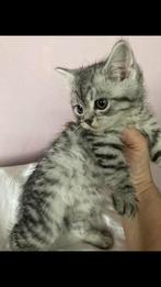 Prachtige Silver Bengaal kittens, Kater, Ontwormd, 0 tot 2 jaar