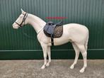 Ware groot paard, Ophalen of Verzenden, Zo goed als nieuw, Dressuur