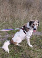 Mugurel – jouw nieuwe beste vriend., Dieren en Toebehoren, Particulier, Rabiës (hondsdolheid), Reu, 1 tot 2 jaar