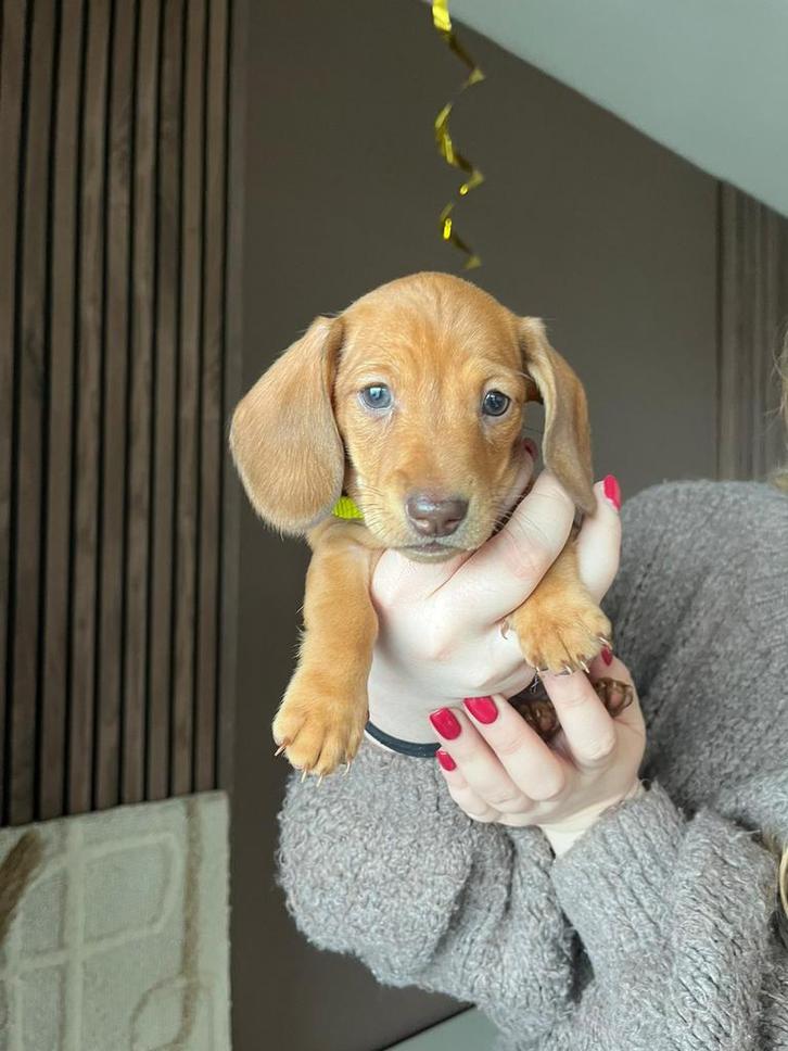 Mini teckel pups reutjes, Dieren en Toebehoren, Honden | Teckels en Dashonden, Meerdere dieren, Korthaar, Dwerg, Particulier, Meerdere