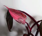 Philodendron Pink Princess plant, Huis en Inrichting, Kamerplanten, Ophalen, Halfschaduw, Minder dan 100 cm