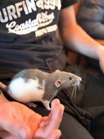 4 lieve vrouwen ratten, Dieren en Toebehoren, Rat, Augustus, Vrouwelijk, Tam