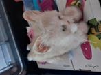 5x furreal friends poes konijn eekhoorn beer, Kinderen en Baby's, Speelgoed | Knuffels en Pluche, Ophalen of Verzenden, Beer