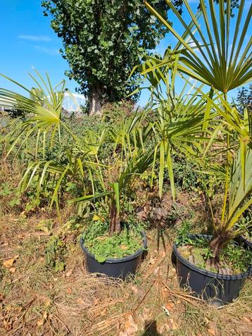Palmboom trachycarpus
fortunia.
Winterhard beschikbaar voor biedingen