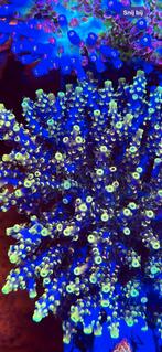 Sps/lps frags,high end spul, Ophalen of Verzenden