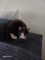 Hallo, de kittens zoeken een nieuw huisje. Ze zijn 11 weken