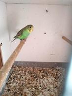 Jonge grasparkieten 2025, Dieren en Toebehoren, Meerdere dieren, Parkiet, Geringd