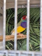 Gouldamadines, Dieren en Toebehoren, Vogels | Overige Vogels, Meerdere dieren