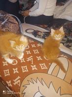 Russische Maine Coon kittens, Meerdere dieren, Gechipt