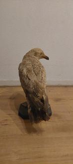 Opgezette jonge meeuw, Ophalen of Verzenden, Gebruikt, Vogel, Opgezet dier