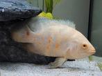 Albino pauwoog cichlide, oscar high white red tiger ong 12cm, Dieren en Toebehoren, Vissen | Aquariumvissen, Vis, Zoetwatervis